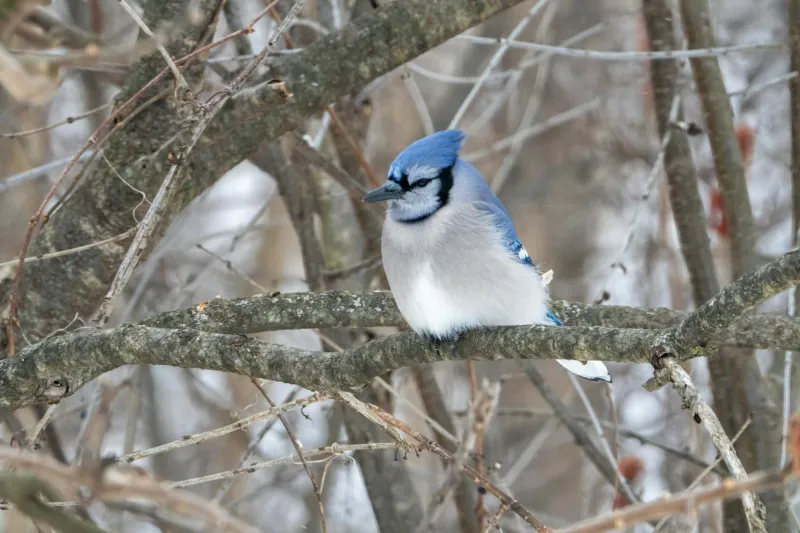 The Grooming Gangs Inquiry Cover-Up: Why Britain's Establishment Still Refuses to Name the Truth