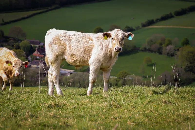 The War on Rural Britain: When Legitimate Land Management Becomes a Crime and Urban Violence Goes Unanswered